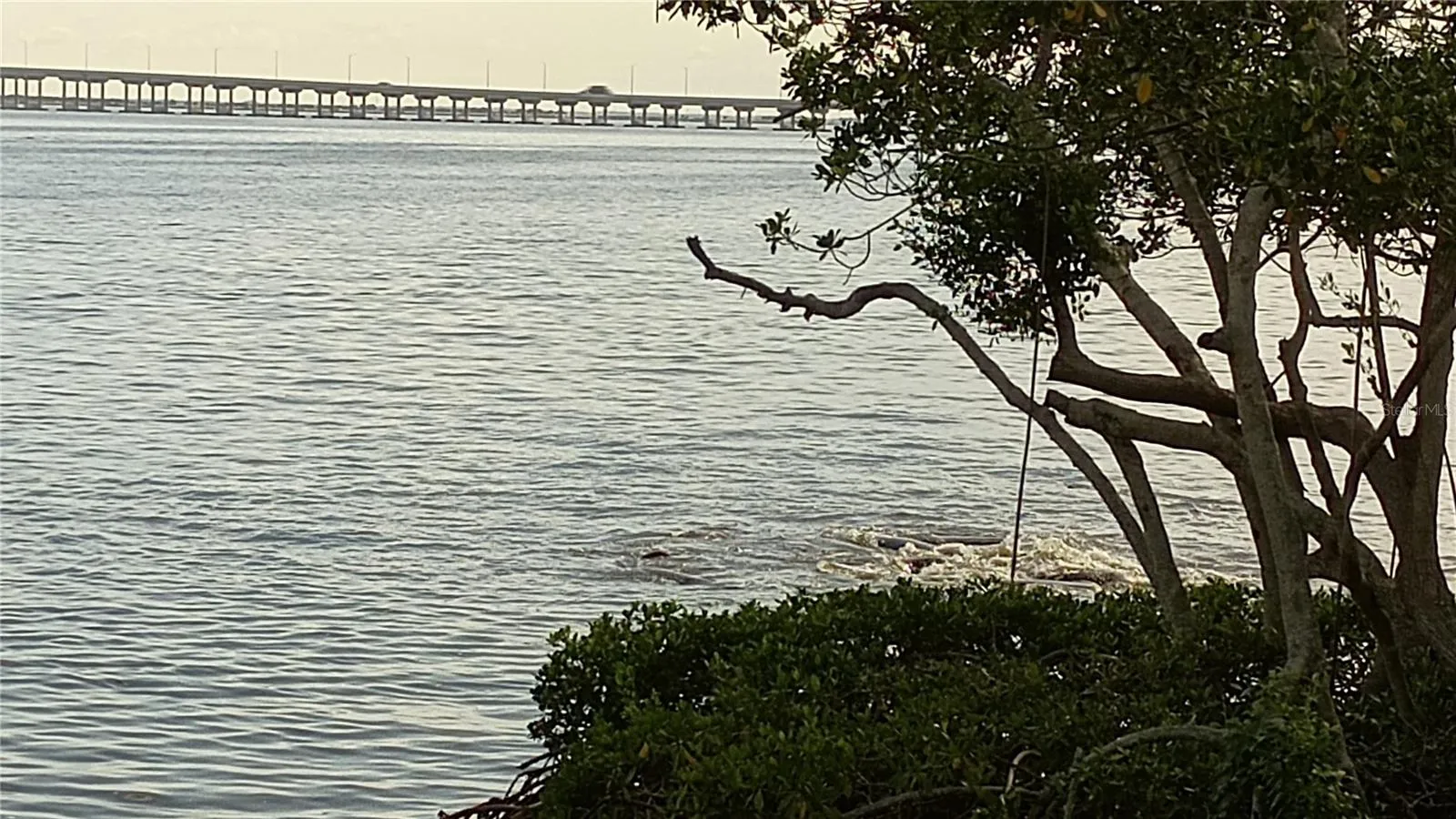 Manatees playing