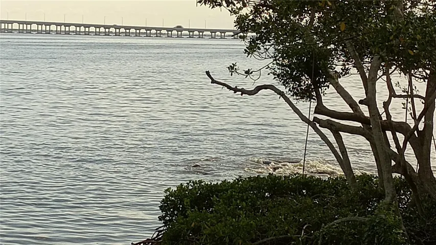 Manatees playing