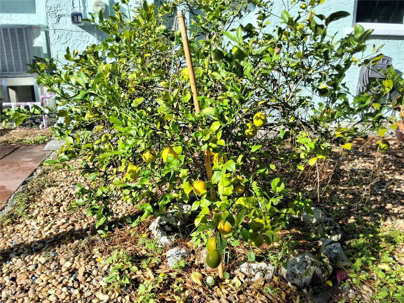 Meyer Lemons