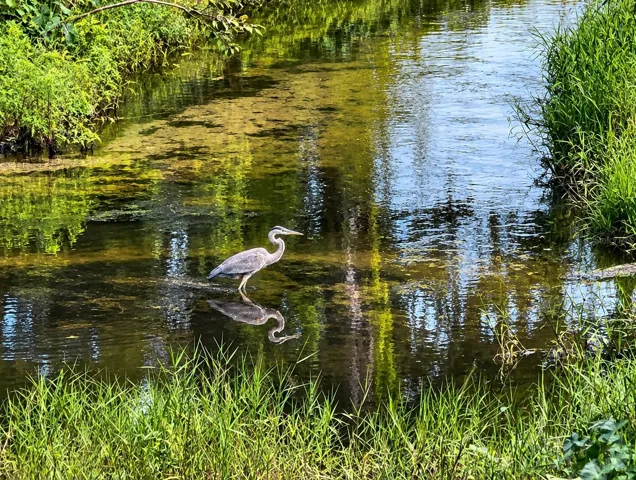 Howell Branch Creek
