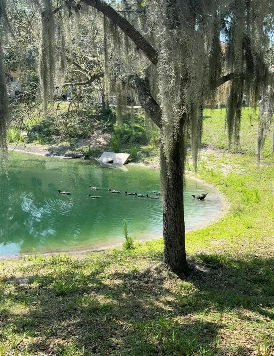 Pond with mature trees and beautiful wild life