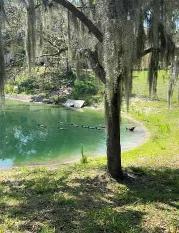 Pond with mature trees and beautiful wild life