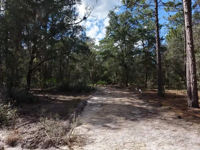 Further back in the Driveway