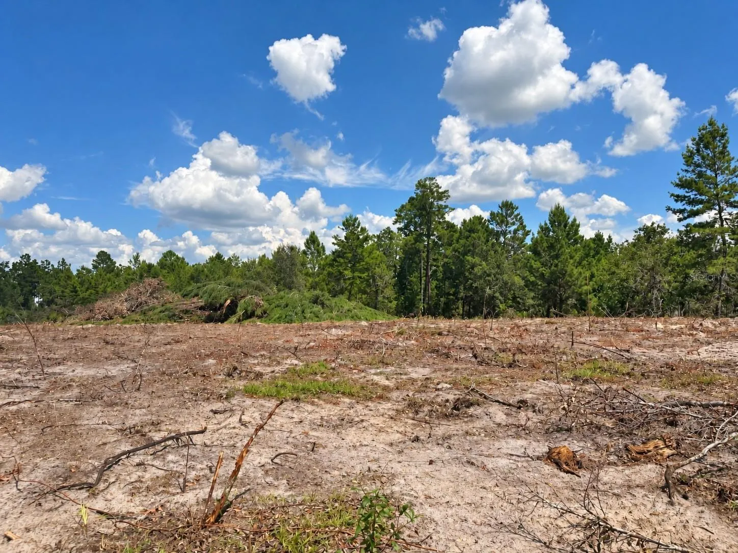 View of the clearing and surrounding trees. Photo enhanced for brightness and contrast.