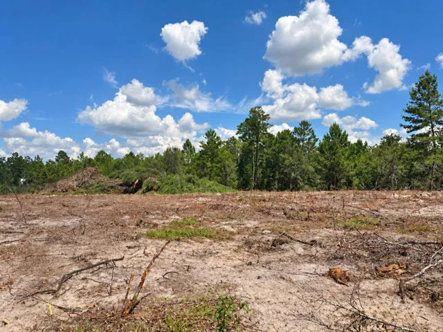 View of the clearing and surrounding trees. Photo enhanced for brightness and contrast.