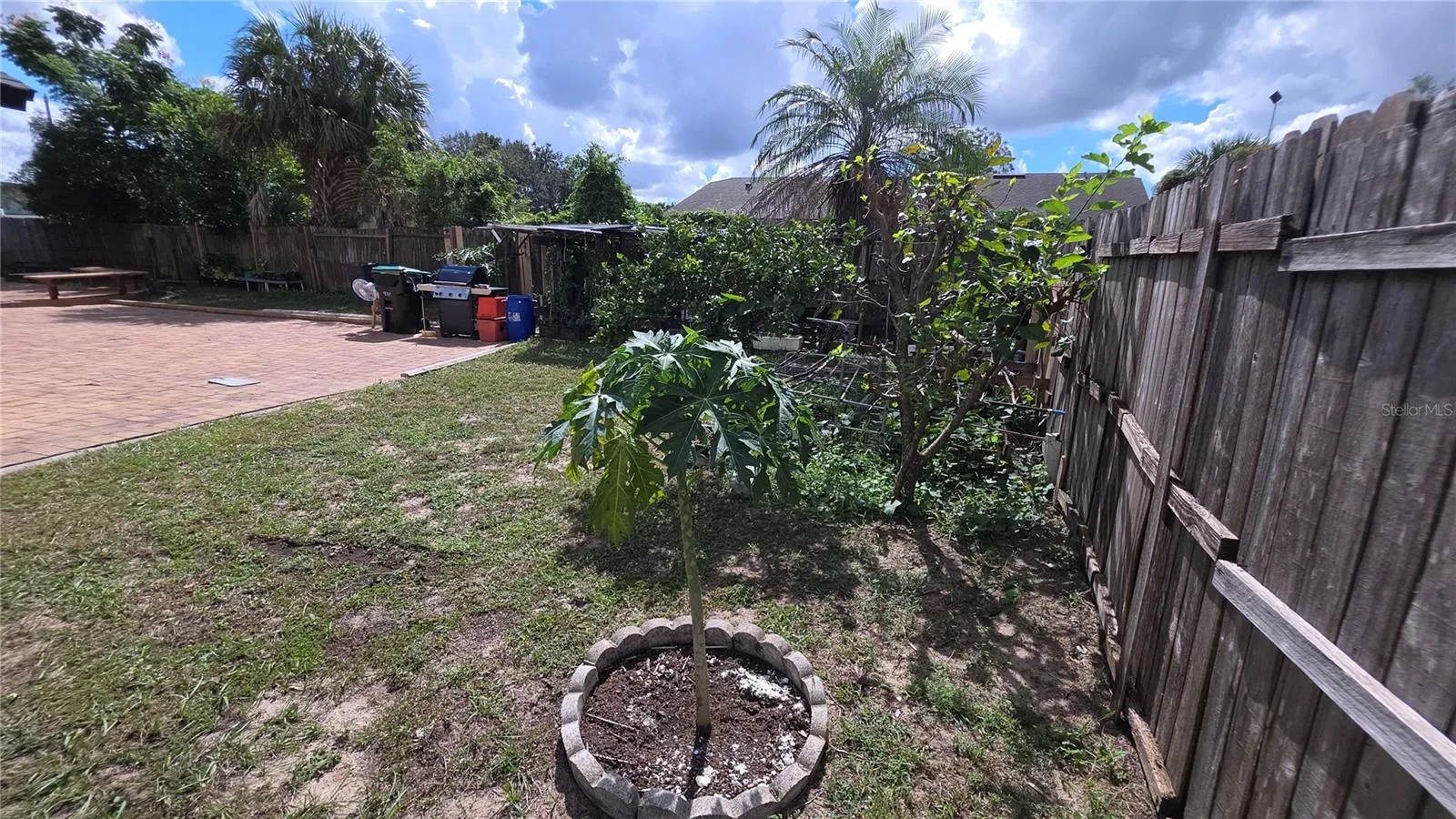 Fruit and other Trees