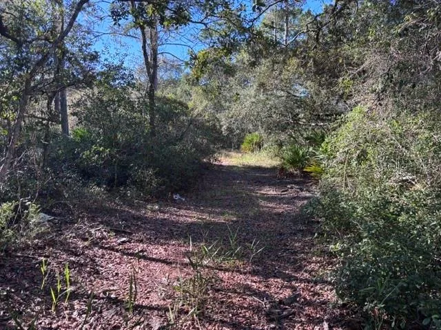 beautiful path thru woods