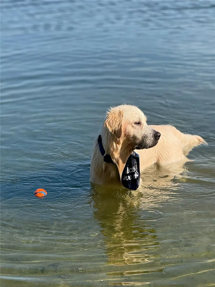 Dog Park