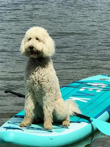 Doggy Paddle