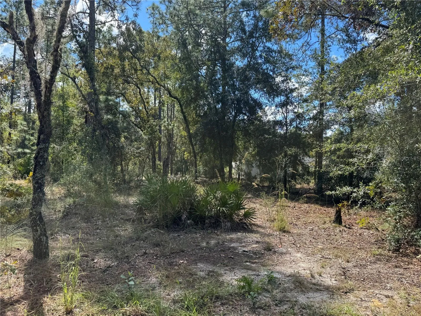 LOT 21 LOOKING FROM FRONT OF .24 ACRE LOT (WESTSIDE) TO CENTER AND BACK, (EASTSIDE) OF LOT. TO THE RIGHT (SOUTHSIDE OF LOT), IS NEIGHBORING PROPERTY. TO THE LEFT IS 2615 SW 15TH CT HOME FOR SALE ALSO. BOTH PROPERTIES CAN BE SOLD TOGETHER OR SEPARATE