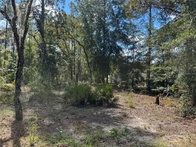 LOT 21 LOOKING FROM FRONT OF .24 ACRE LOT (WESTSIDE) TO CENTER AND BACK, (EASTSIDE) OF LOT. TO THE RIGHT (SOUTHSIDE OF LOT), IS NEIGHBORING PROPERTY. TO THE LEFT IS 2615 SW 15TH CT HOME FOR SALE ALSO. BOTH PROPERTIES CAN BE SOLD TOGETHER OR SEPARATE