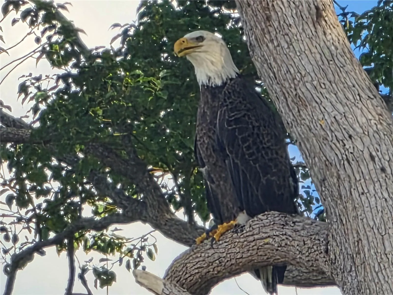 Bald Eagle