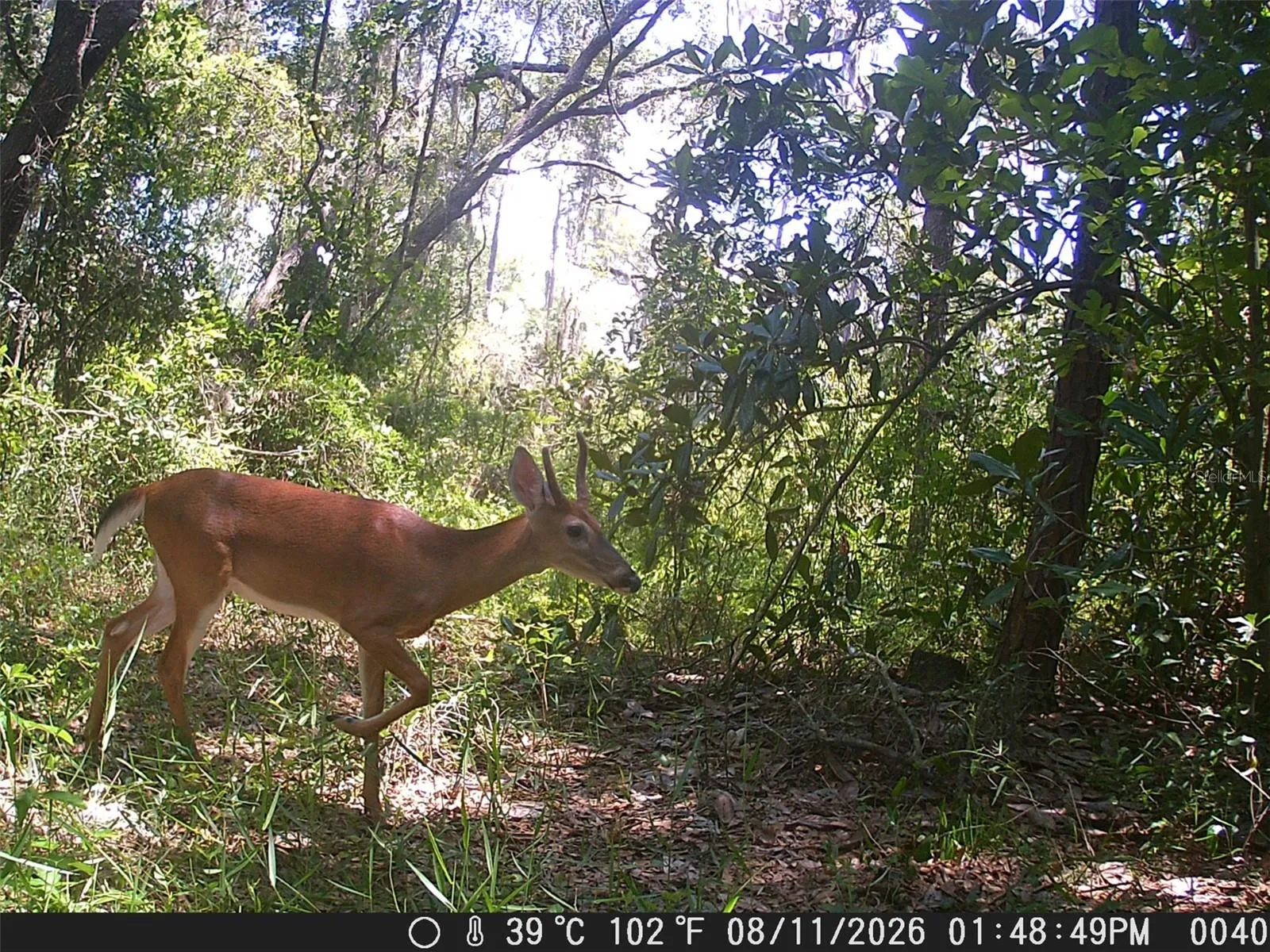 A Glimpse of Local Wildlife