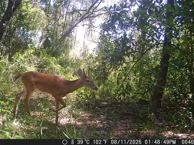 A Glimpse of Local Wildlife