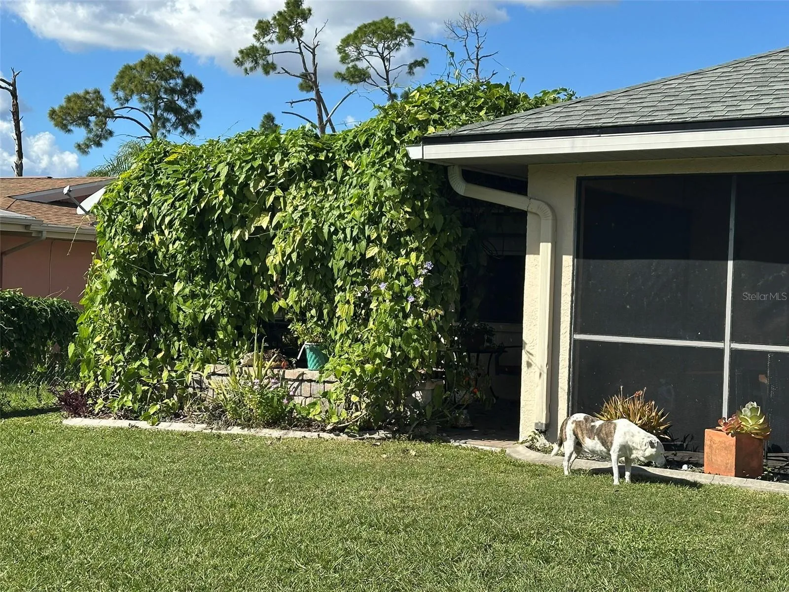 Pergola covered with Blue Sky vines