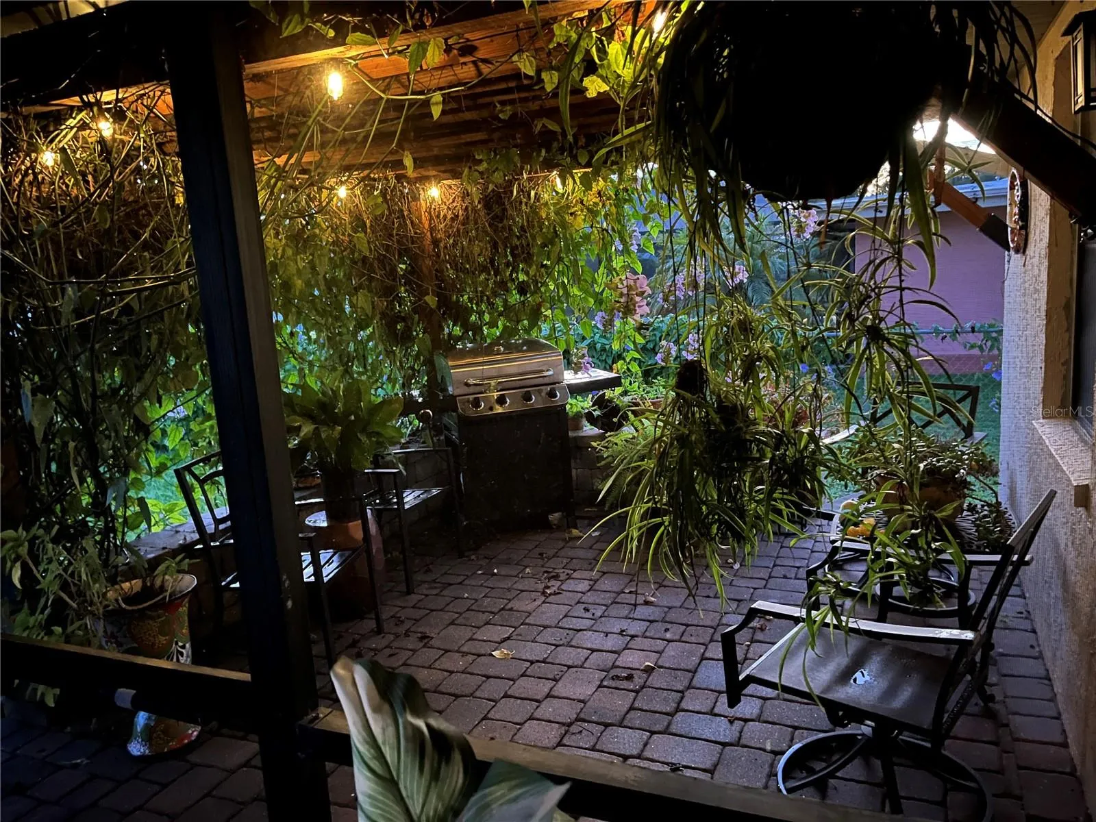 Pergola off the lanai over paver patio (with knee wall) and covered with Blue Sky vine