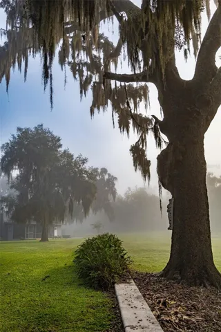 Foggy Morning