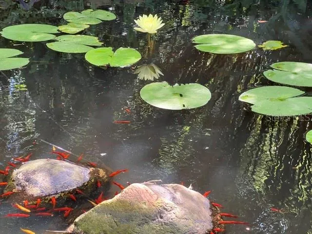 Pond in backyard