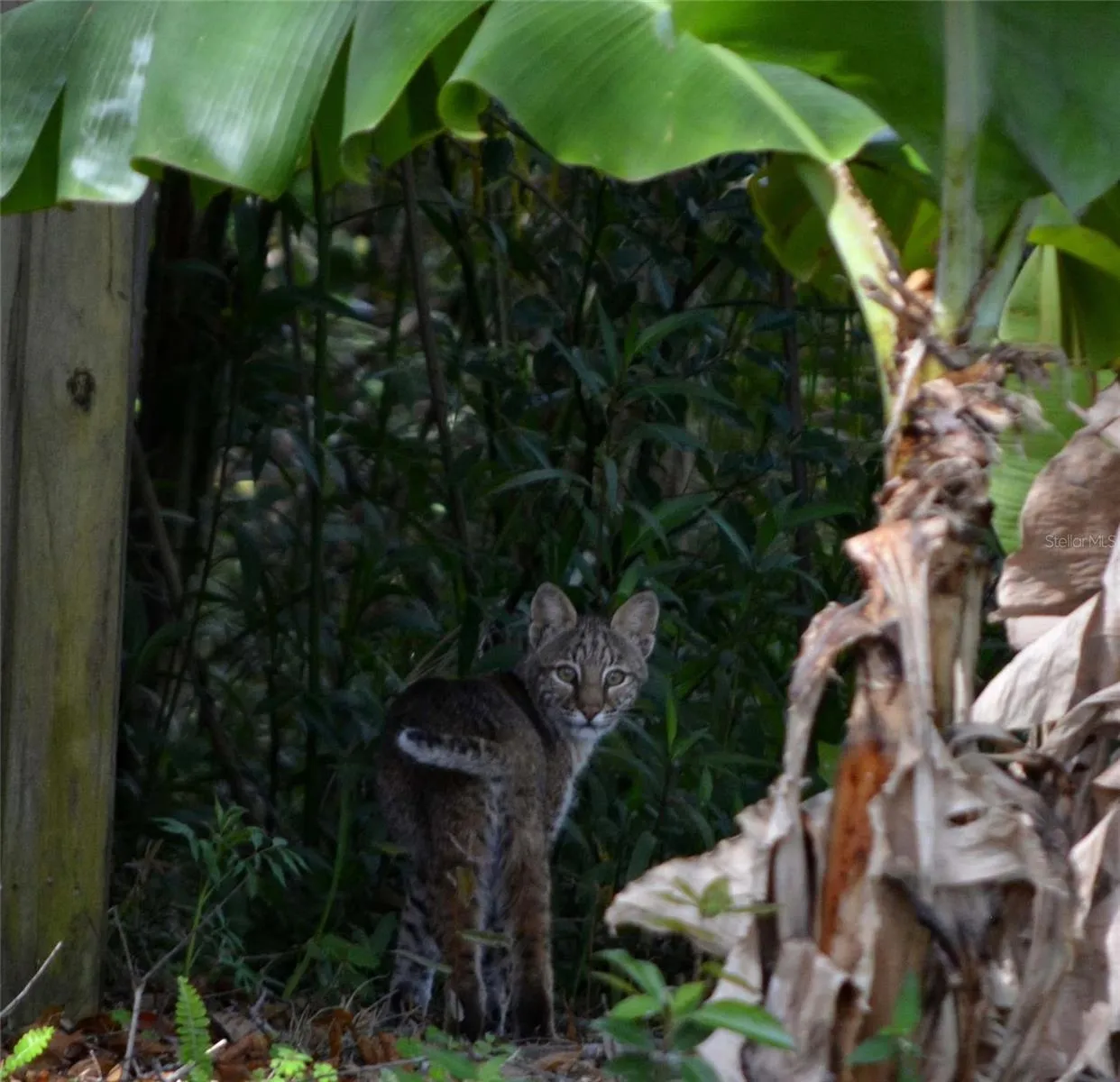 Wildlife that can be seen from backyard