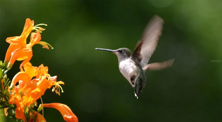 Wildlife that can be seen from backyard