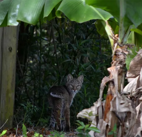 Wildlife that can be seen from backyard