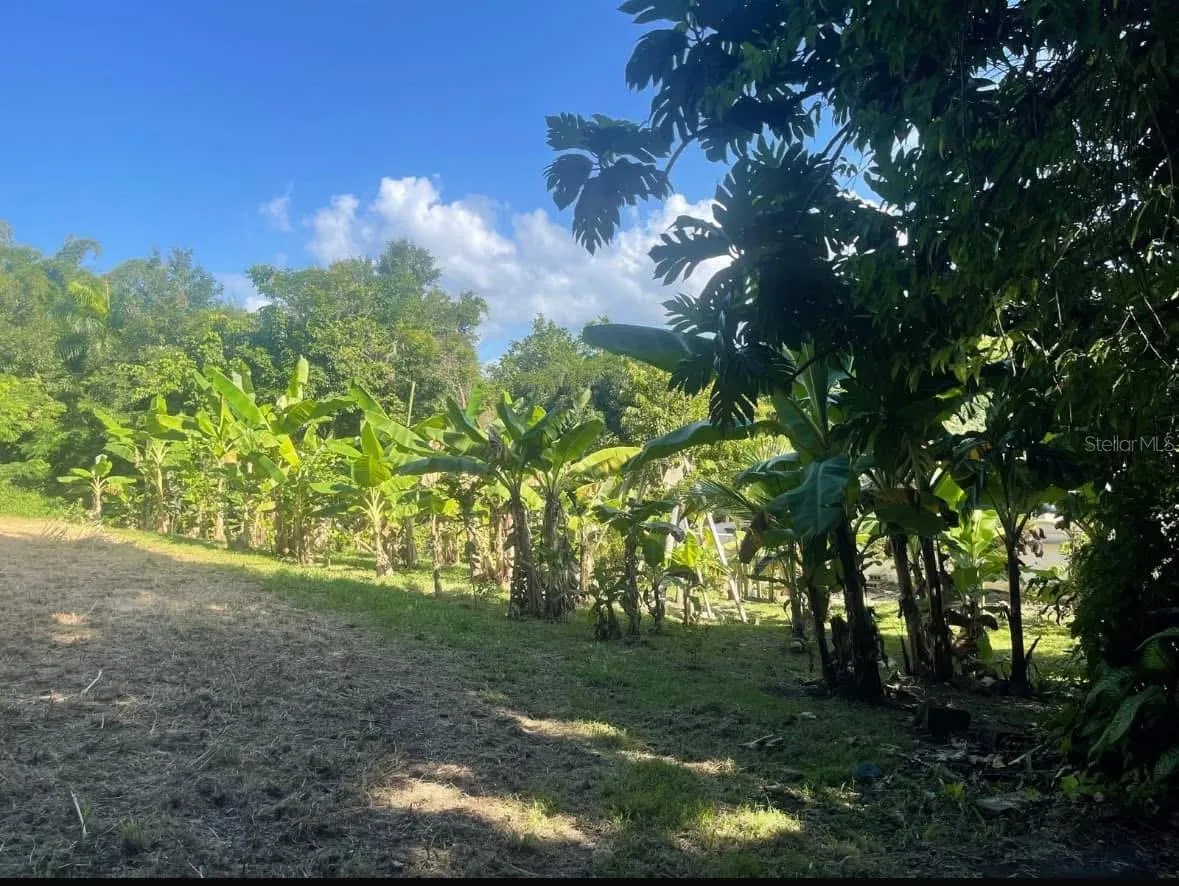Cleared planting area with banana rows