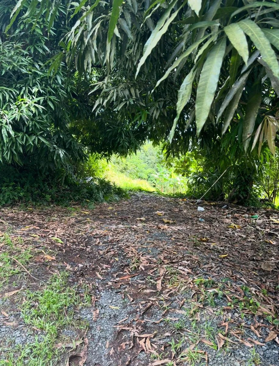 Shaded path under mature mango trees