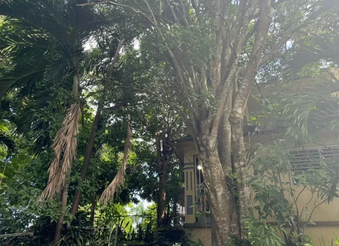 Mature tree canopy and green space