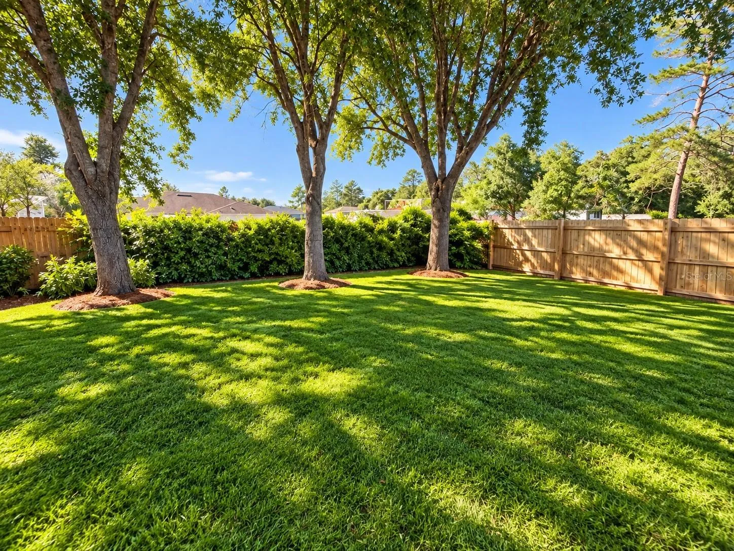 Back yard