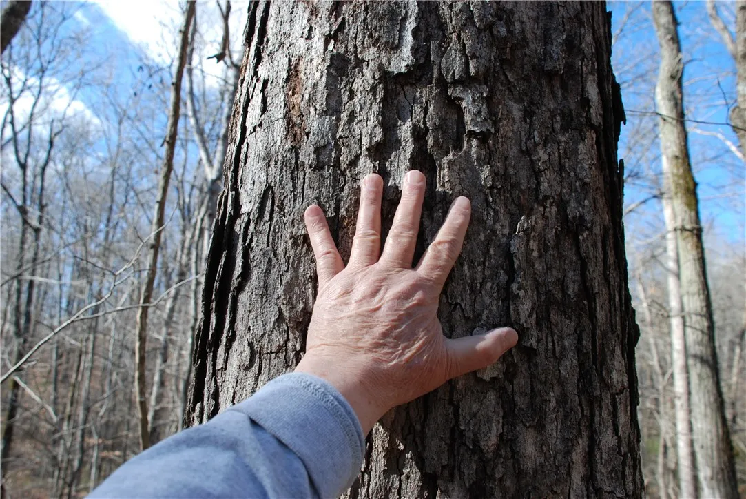 One of many white oak trees