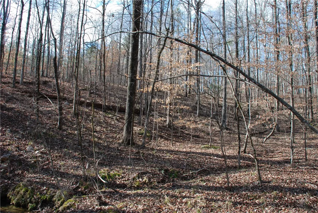 West side of the creek