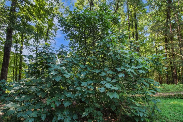 Huge Fig Tree