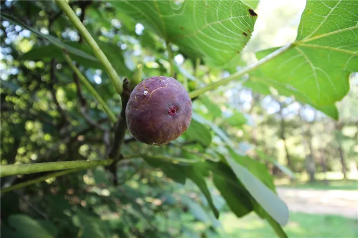 Savory Fig