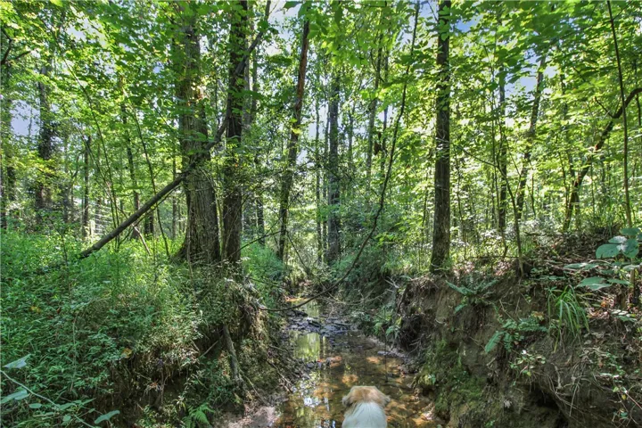 Office Dog (Amelia) Enjoying the Creek