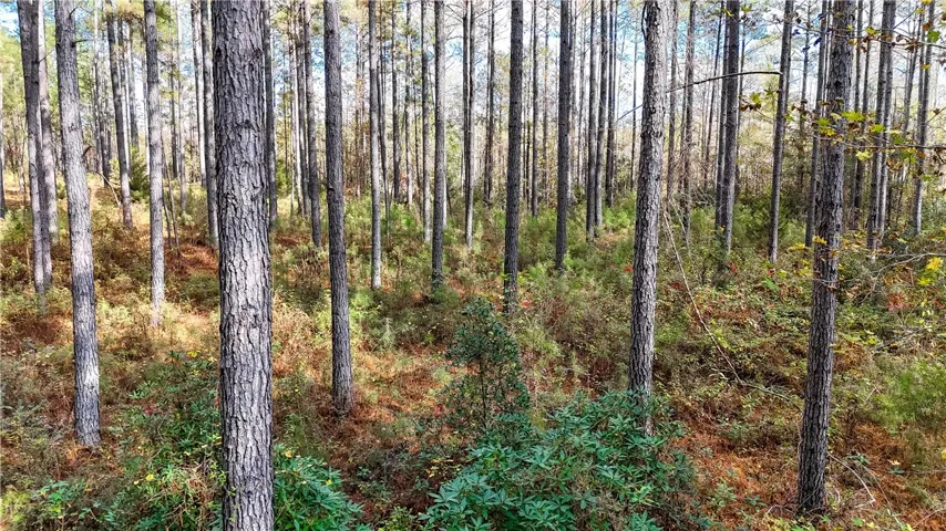 407 County Road 258 N/a, Five Points, Alabama 36855