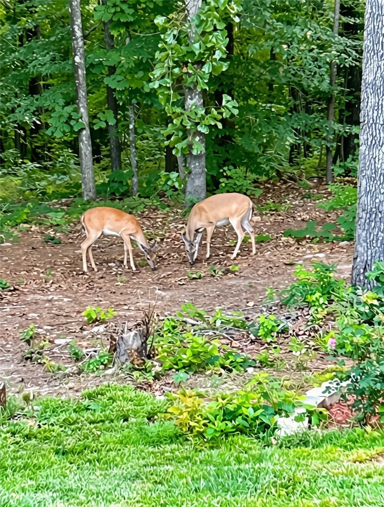 Two deer graze peacefully amidst the lush, natural landscape of a private yard, offering a serene retreat.