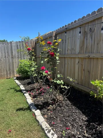 the backyard when it's in bloom