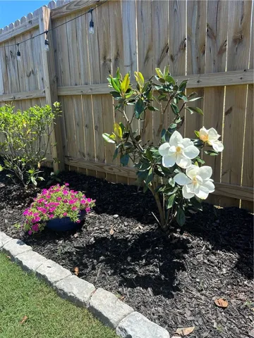 the backyard when it's in bloom