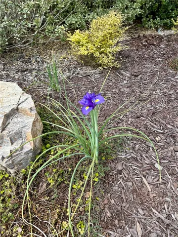 Bloom!