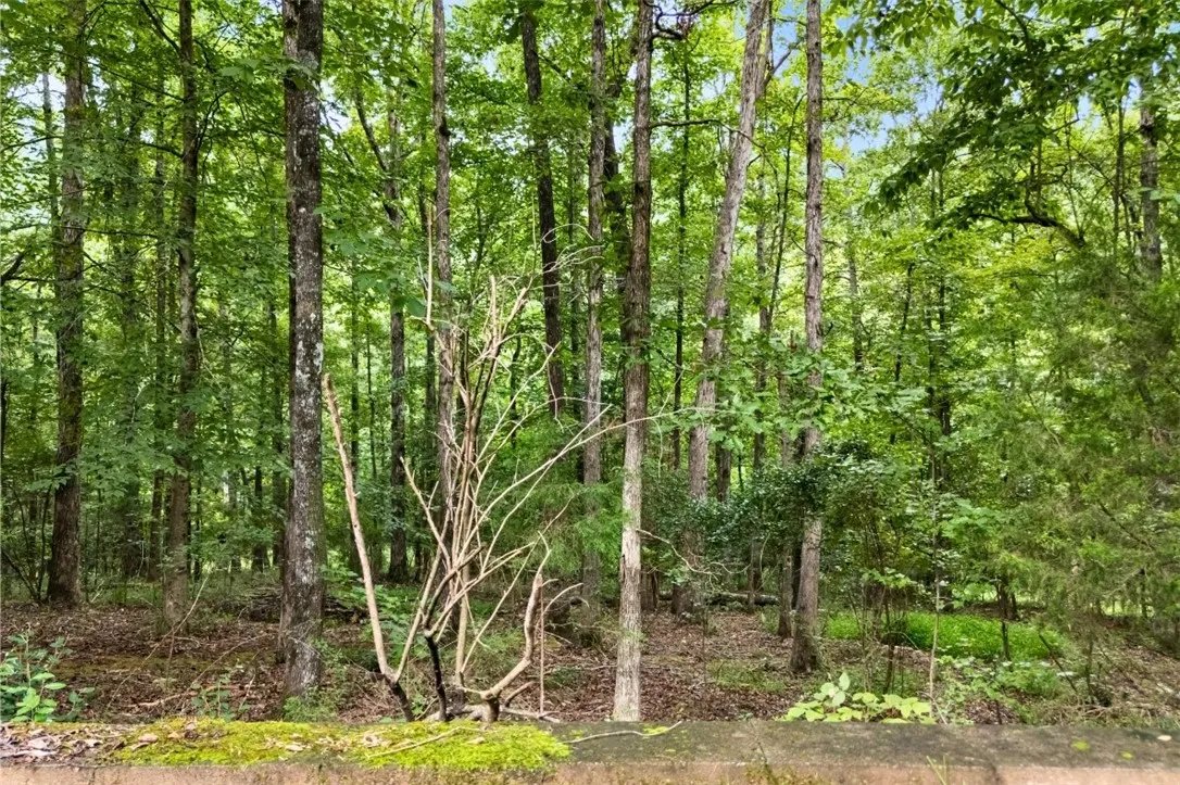 Wooded back yard