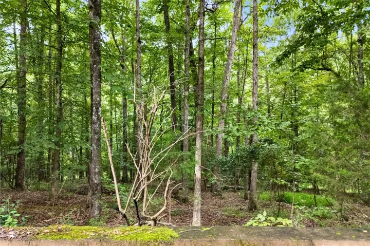 Wooded back yard