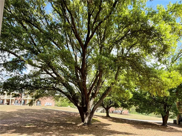 Beautiful Mature Trees Throughout