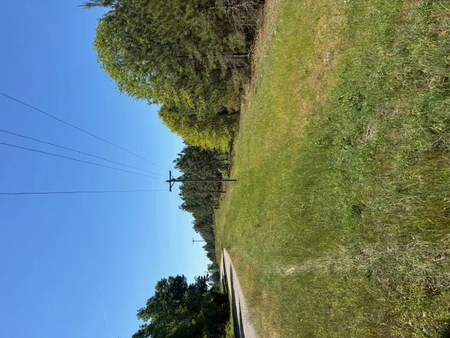Expansive green lot with towering trees, perfect for new construction.