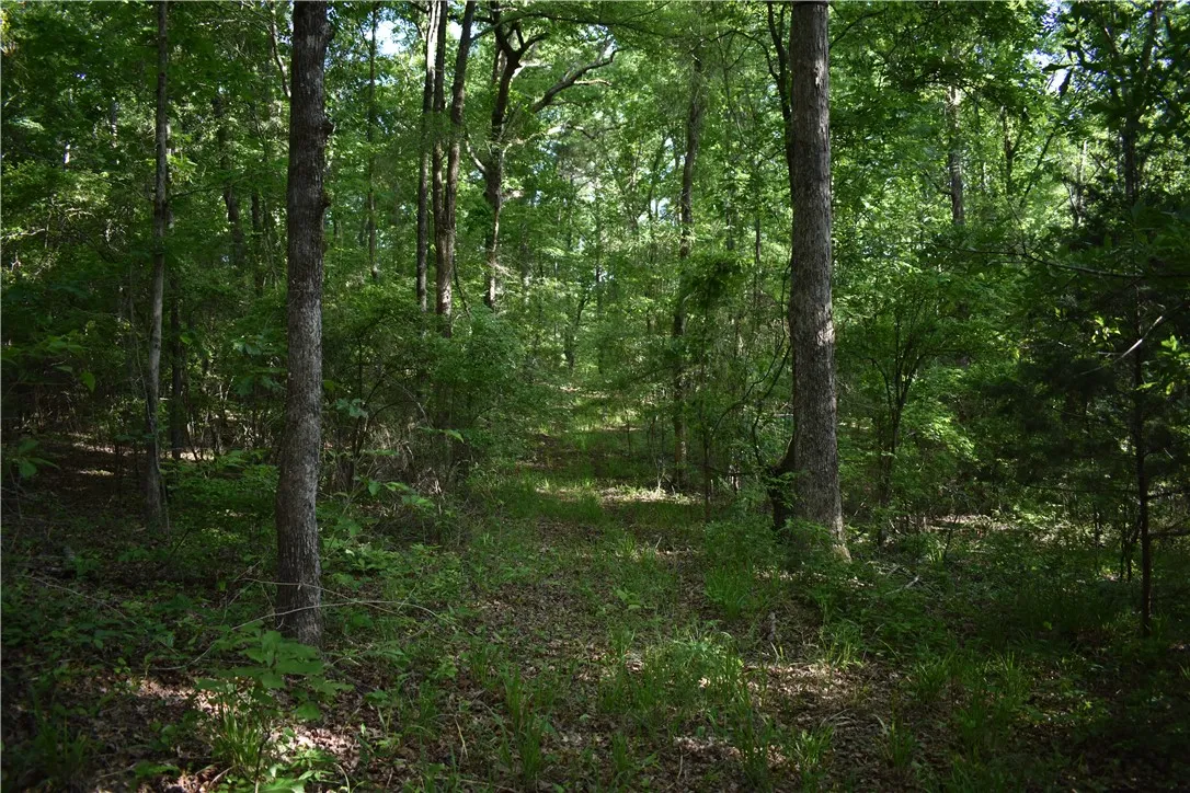This tranquil wooded lot offers a peaceful escape amidst lush greenery and towering trees.