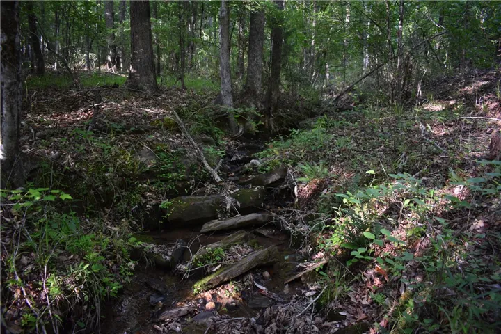 A tranquil stream meanders through a lush, verdant woodland, offering a serene natural escape.