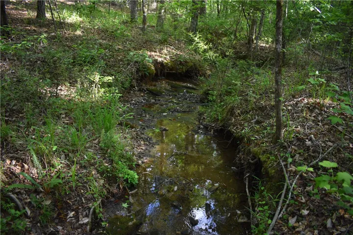 A tranquil creek winds through a lush, verdant woodland, offering natural serenity.