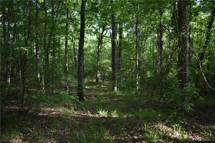 Lush woodlands offer a serene backdrop for your future home.