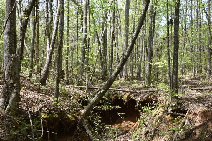 This verdant woodland features mature trees and natural ground cover, ideal for a tranquil escape.