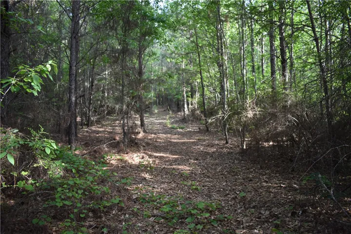 Discover a tranquil woodland path winding through lush, mature trees.