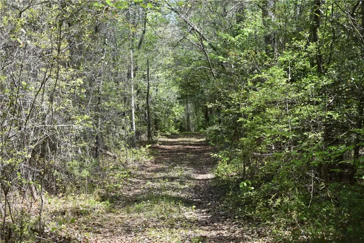 A secluded path winds through a vibrant, wooded landscape, offering serene natural beauty.